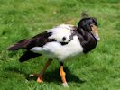 Magpie Goose (WWT Slimbridge July 2012) - pic by Nigel Key